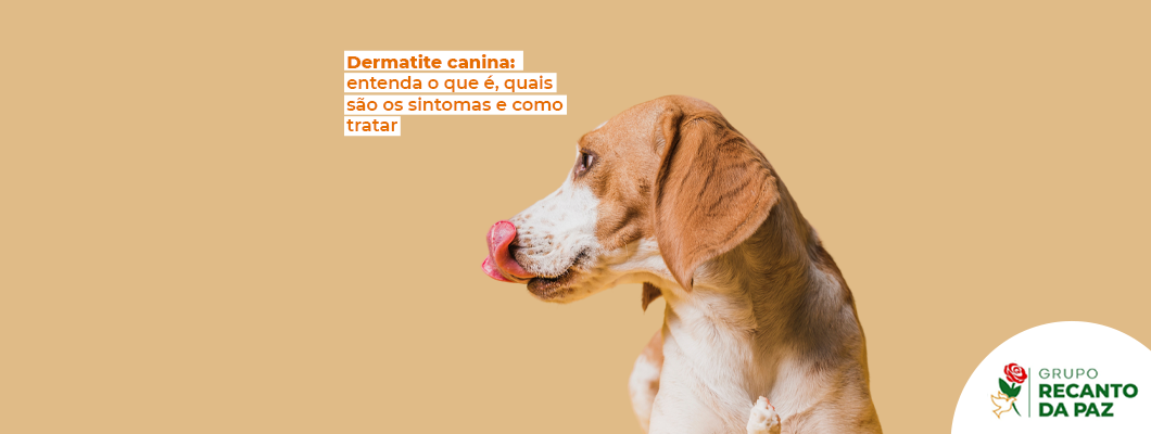 Dermatite canina entenda o que é quais são os sintomas e como tratar Grupo Recanto da Paz